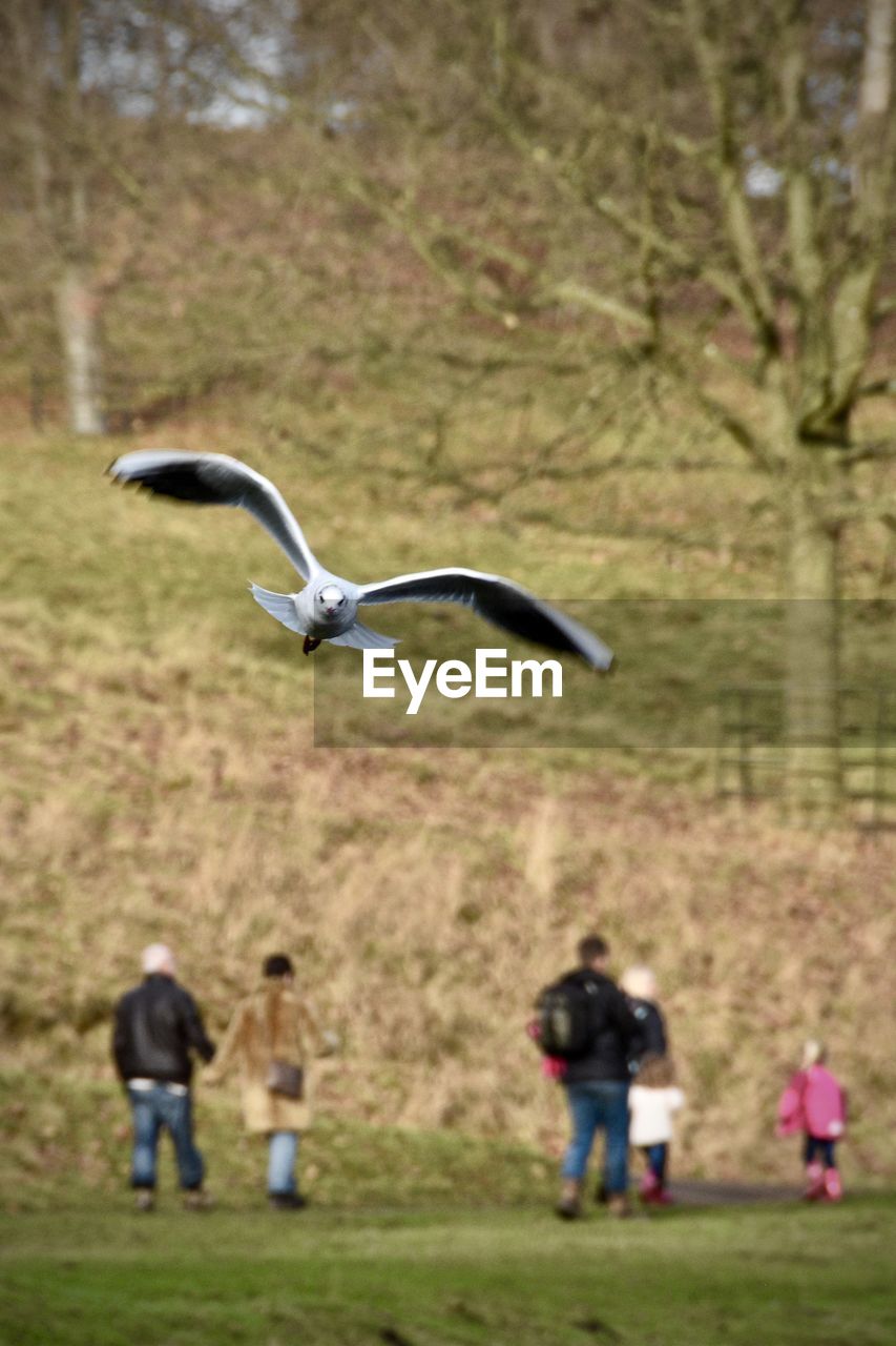 REAR VIEW OF BIRDS FLYING OVER GRASSY FIELD