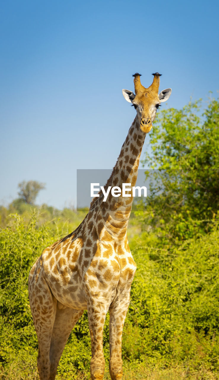 Giraffe in the wild in chobe national park, botswana, africa