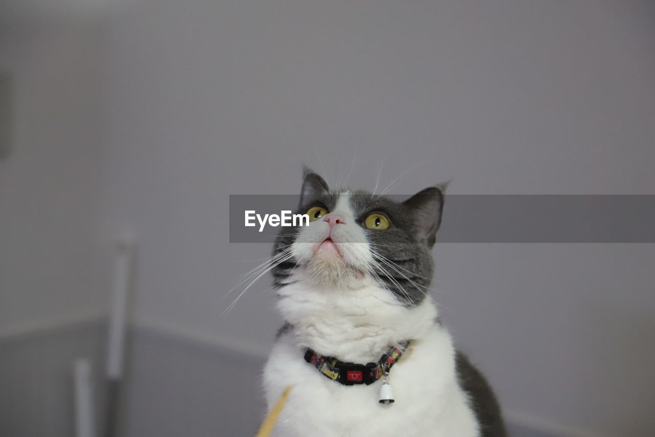 PORTRAIT OF WHITE CAT ON FLOOR