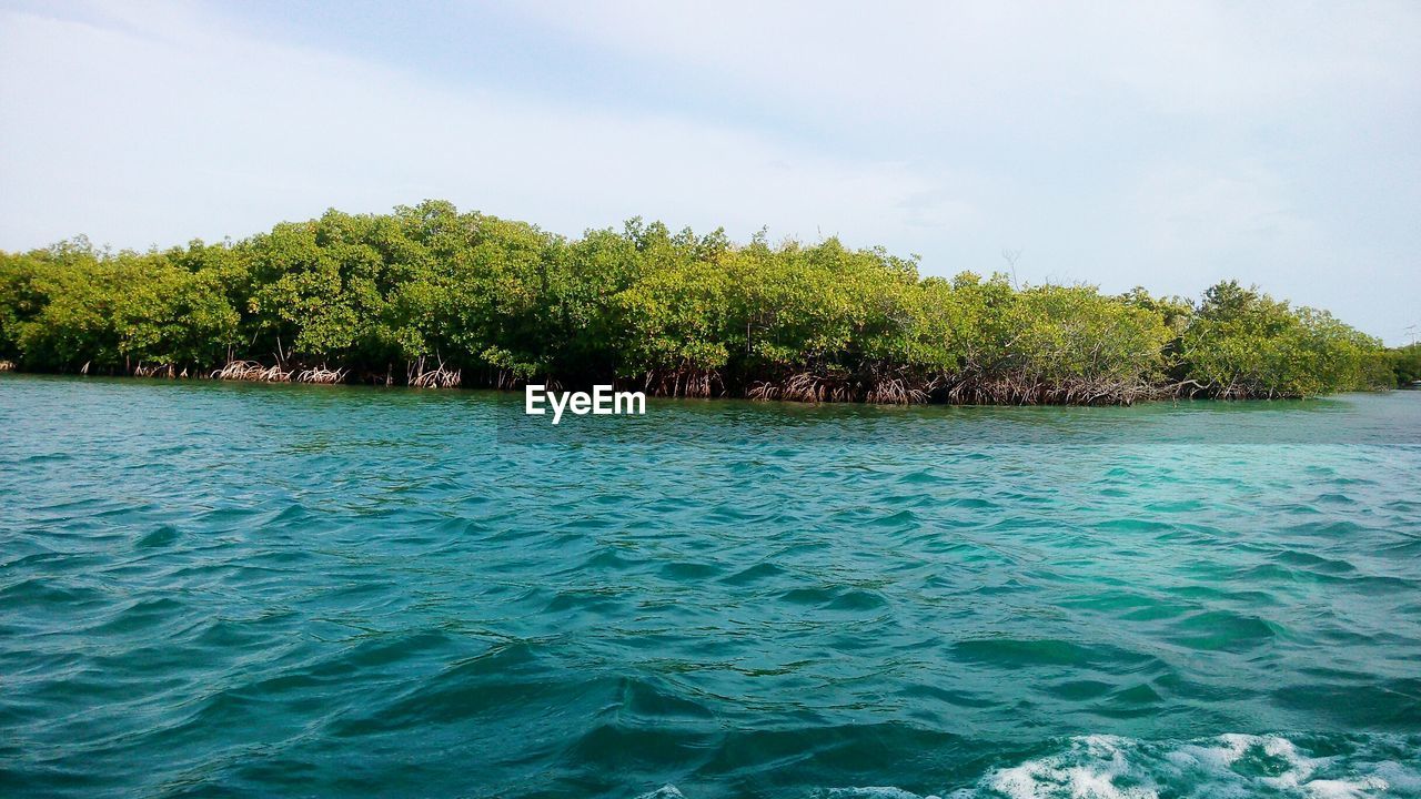 Trees growing by sea against sky