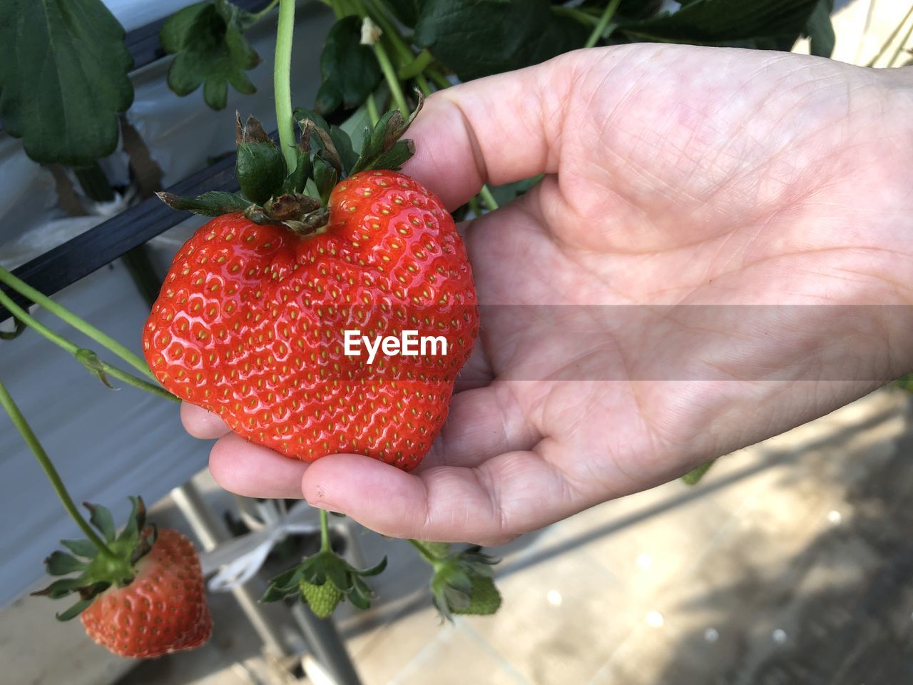 hand, strawberry, food, fruit, food and drink, healthy eating, plant, freshness, holding, red, one person, wellbeing, berry, produce, agriculture, organic, flower, ripe, close-up, strawberry tree, nature, adult, growth, harvesting, day, juicy, lifestyles, outdoors, gardening, leaf, vegetable, plant part