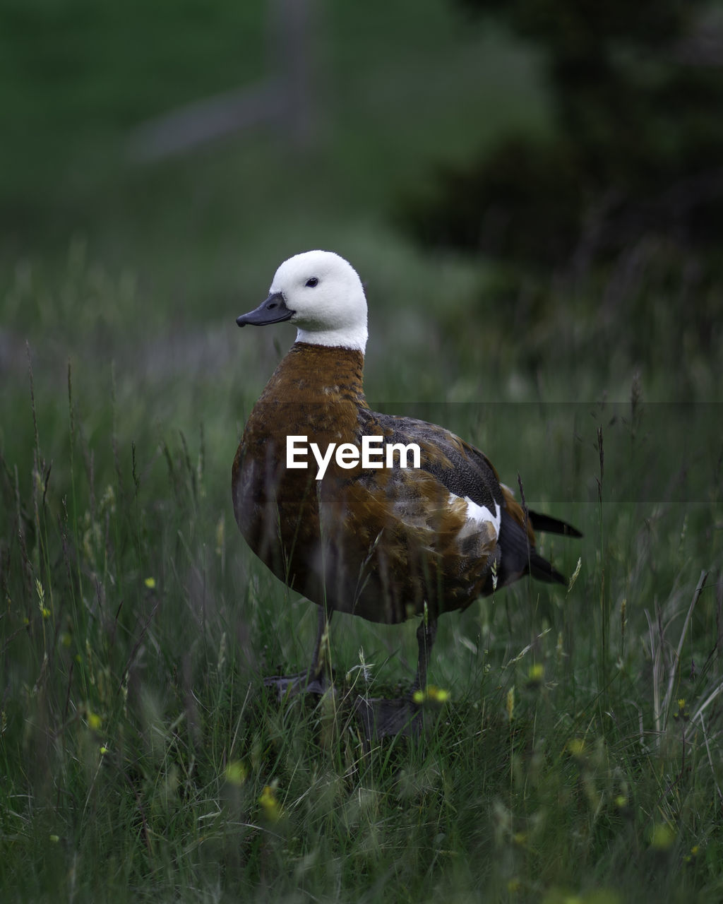 Close up view of mountain duck