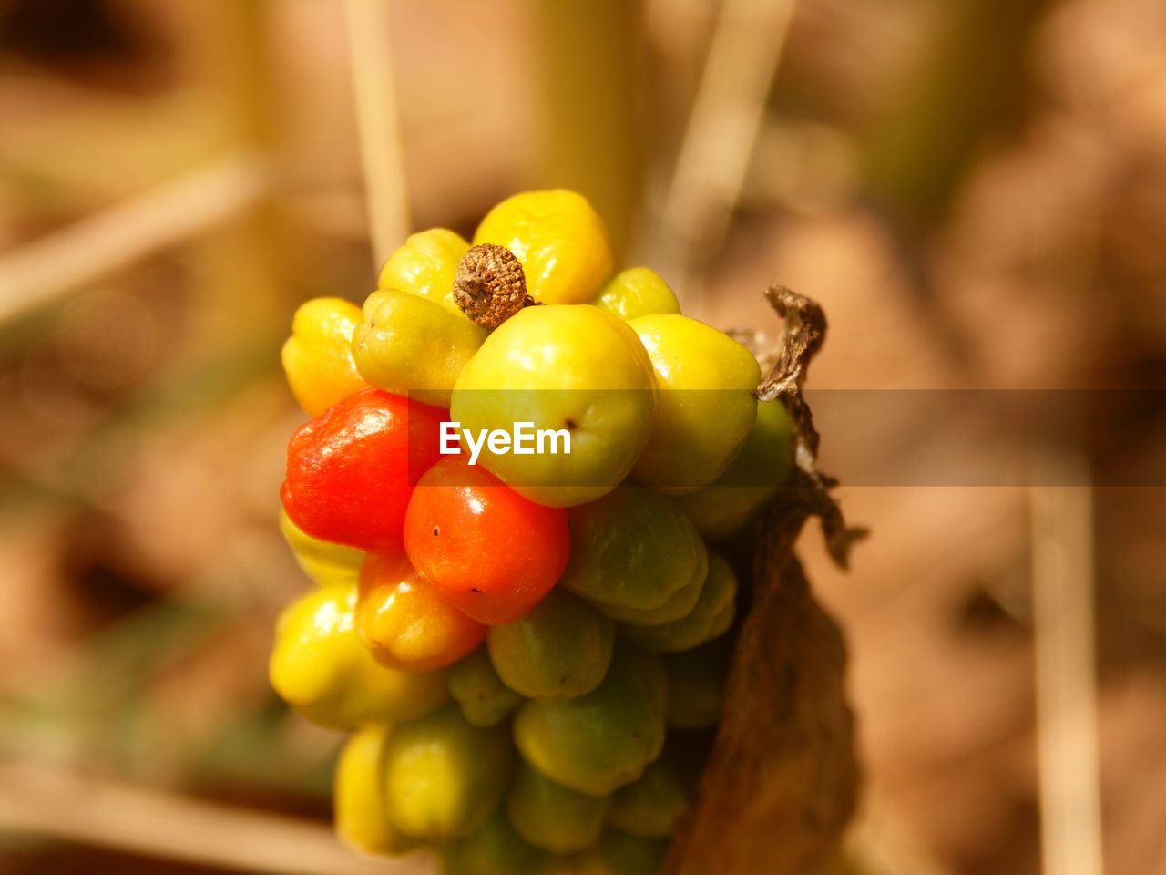 CLOSE-UP OF FRUITS
