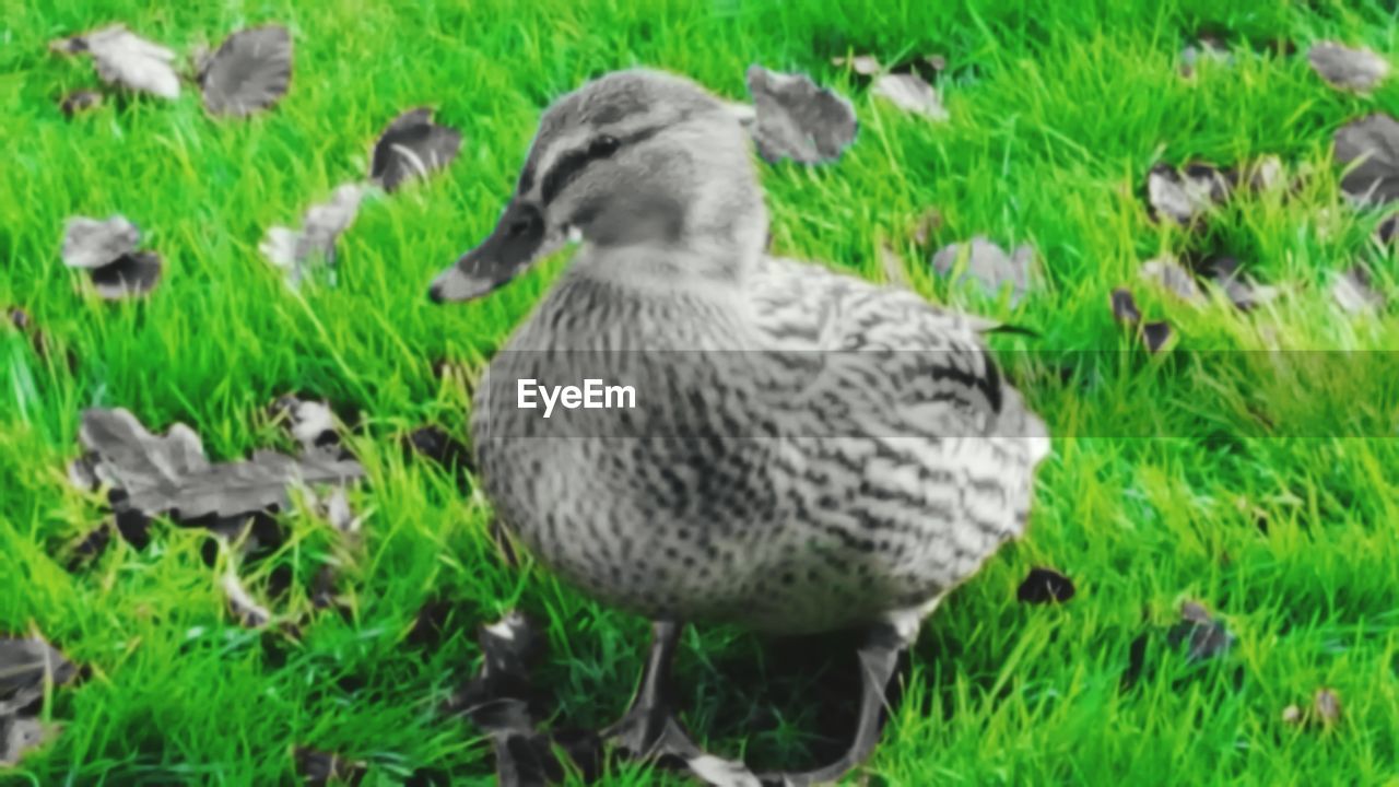 CLOSE-UP OF MALLARD DUCK ON FIELD