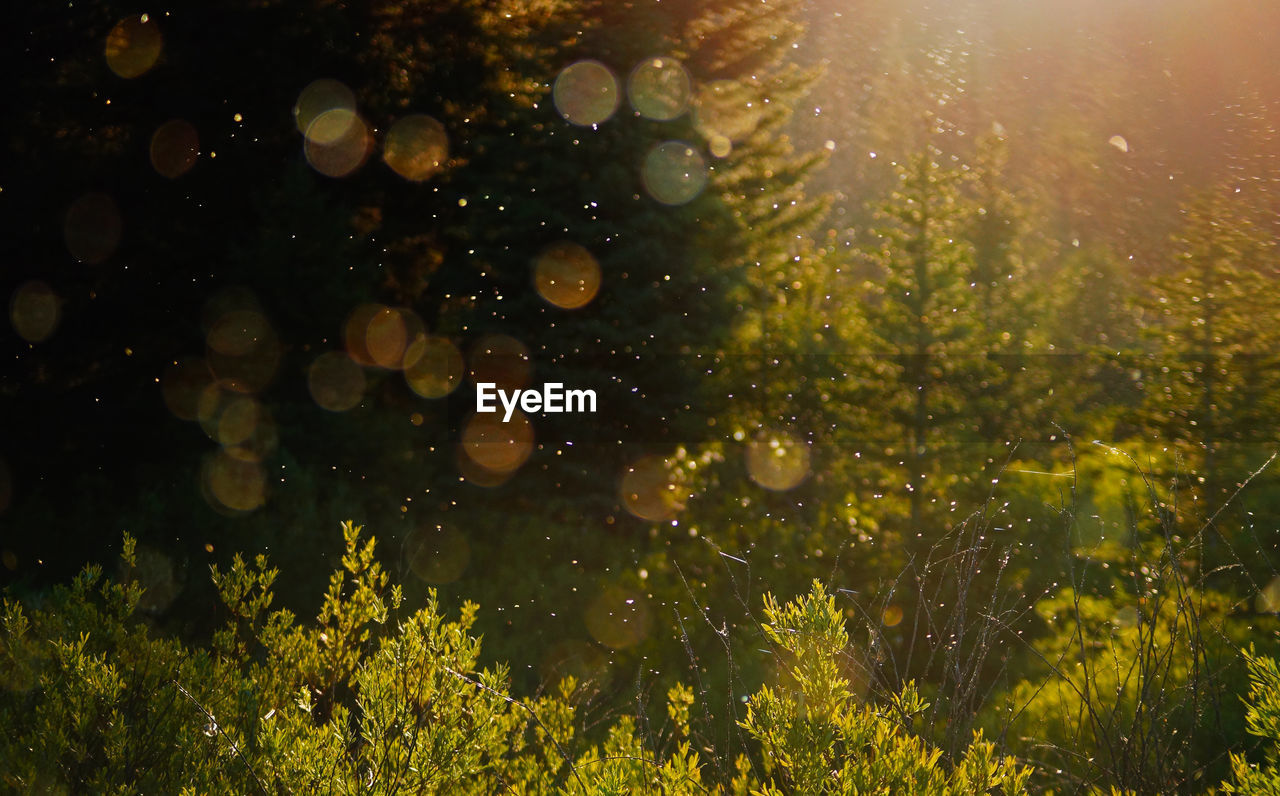 Grass and trees growing on field in sunny day