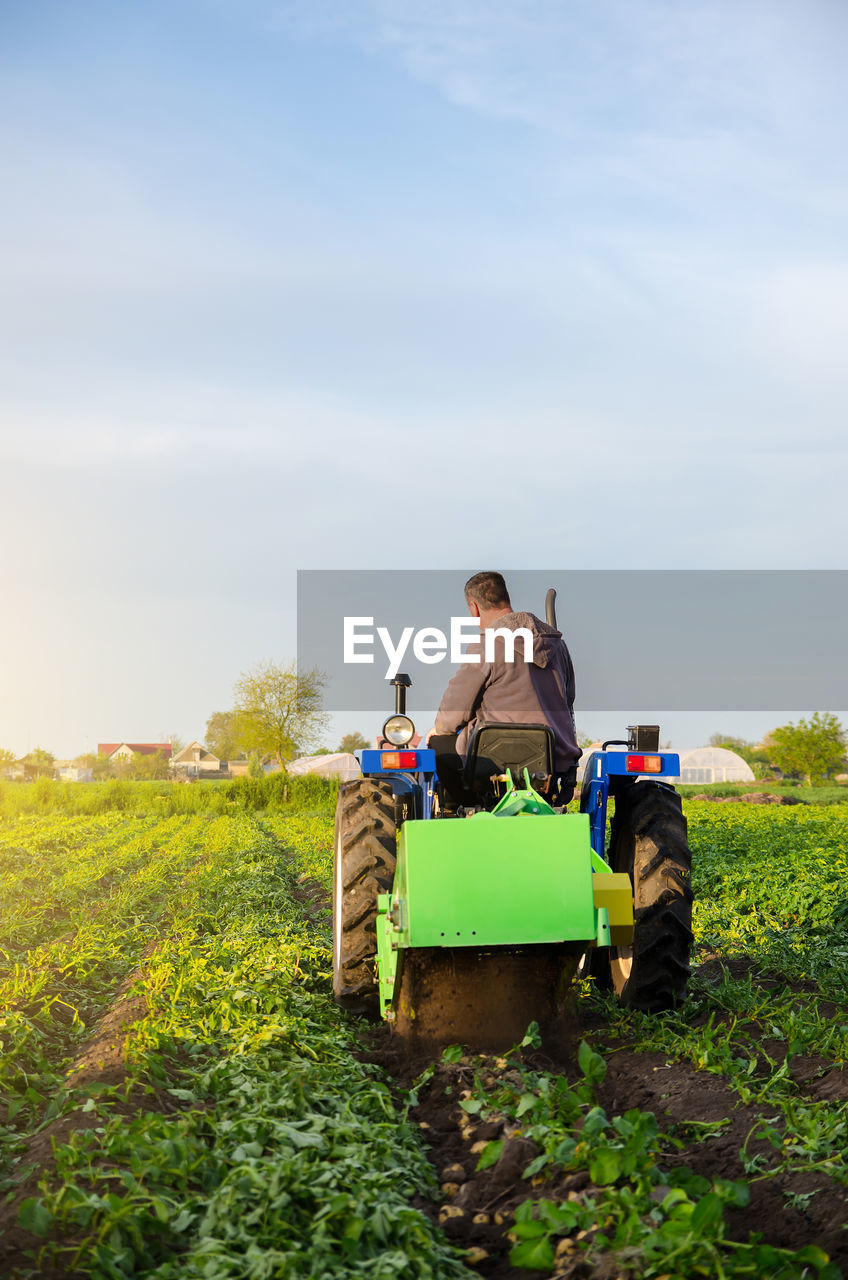 Farmer digs out of potatoes on a farm field. harvest first potatoes in early spring farming farmland