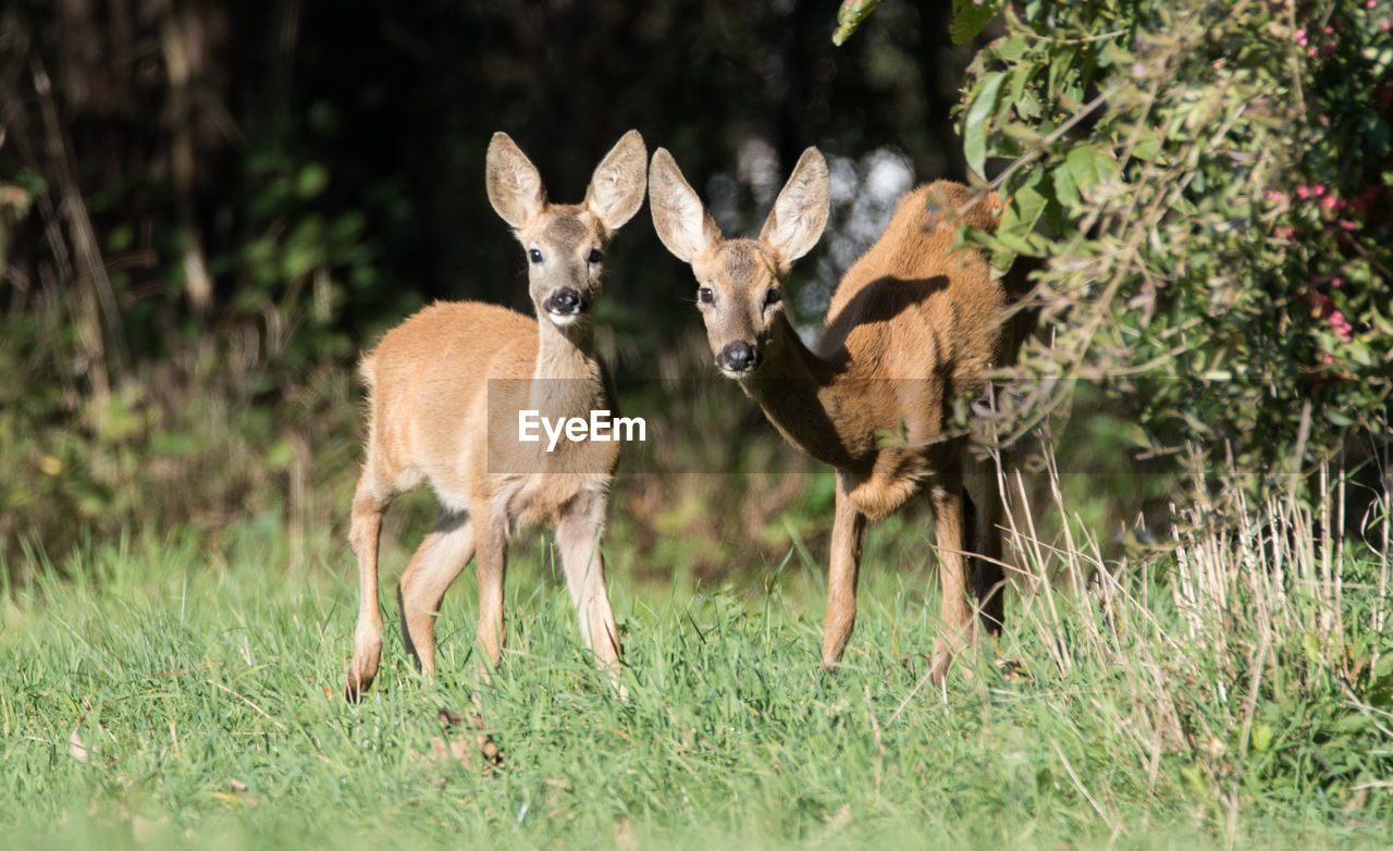 VIEW OF DEER ON FIELD