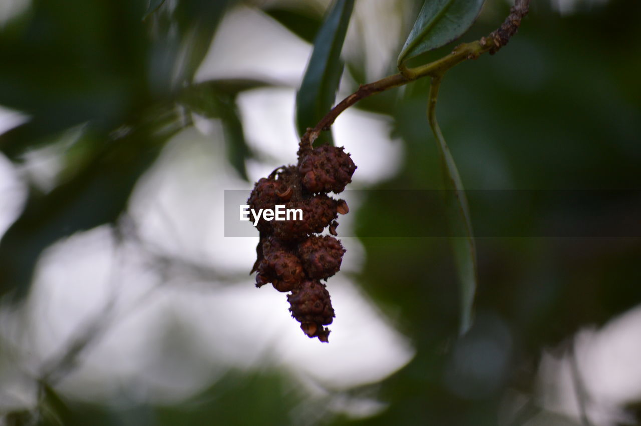 Close-up of leaf on tree