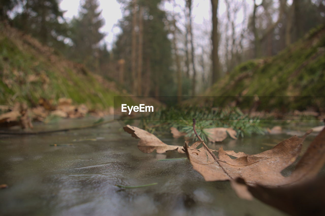 CLOSE-UP OF TREES IN FOREST