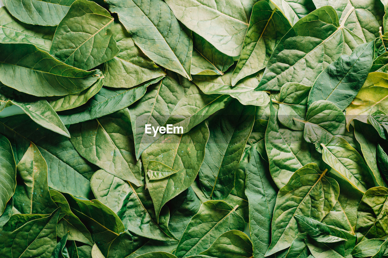 Full frame shot of leaves