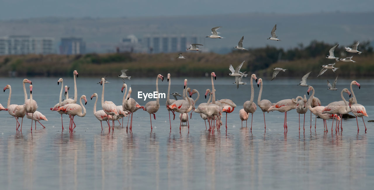 birds in water