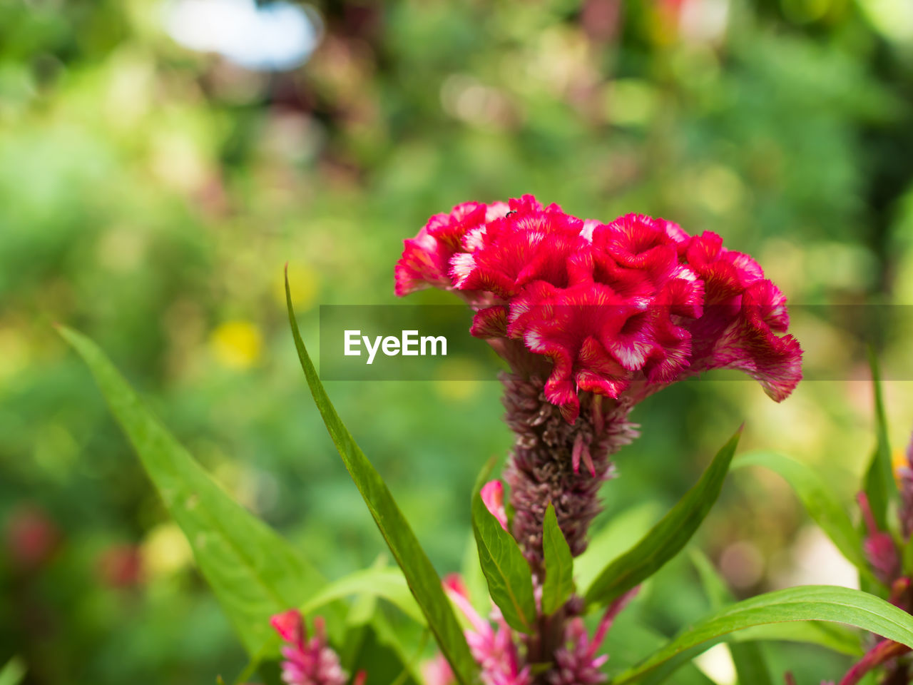 CLOSE-UP OF RED FLOWER IN GARDEN