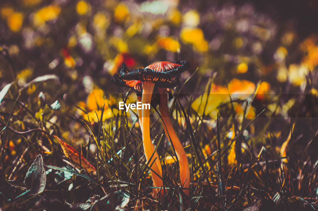 Shiny cap mushroom in a meadow at fall