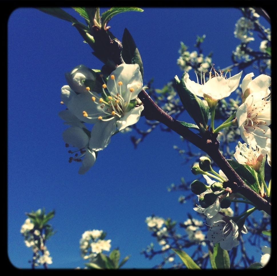 LOW ANGLE VIEW OF WHITE FLOWERS BLOOMING AGAINST BLUE SKY