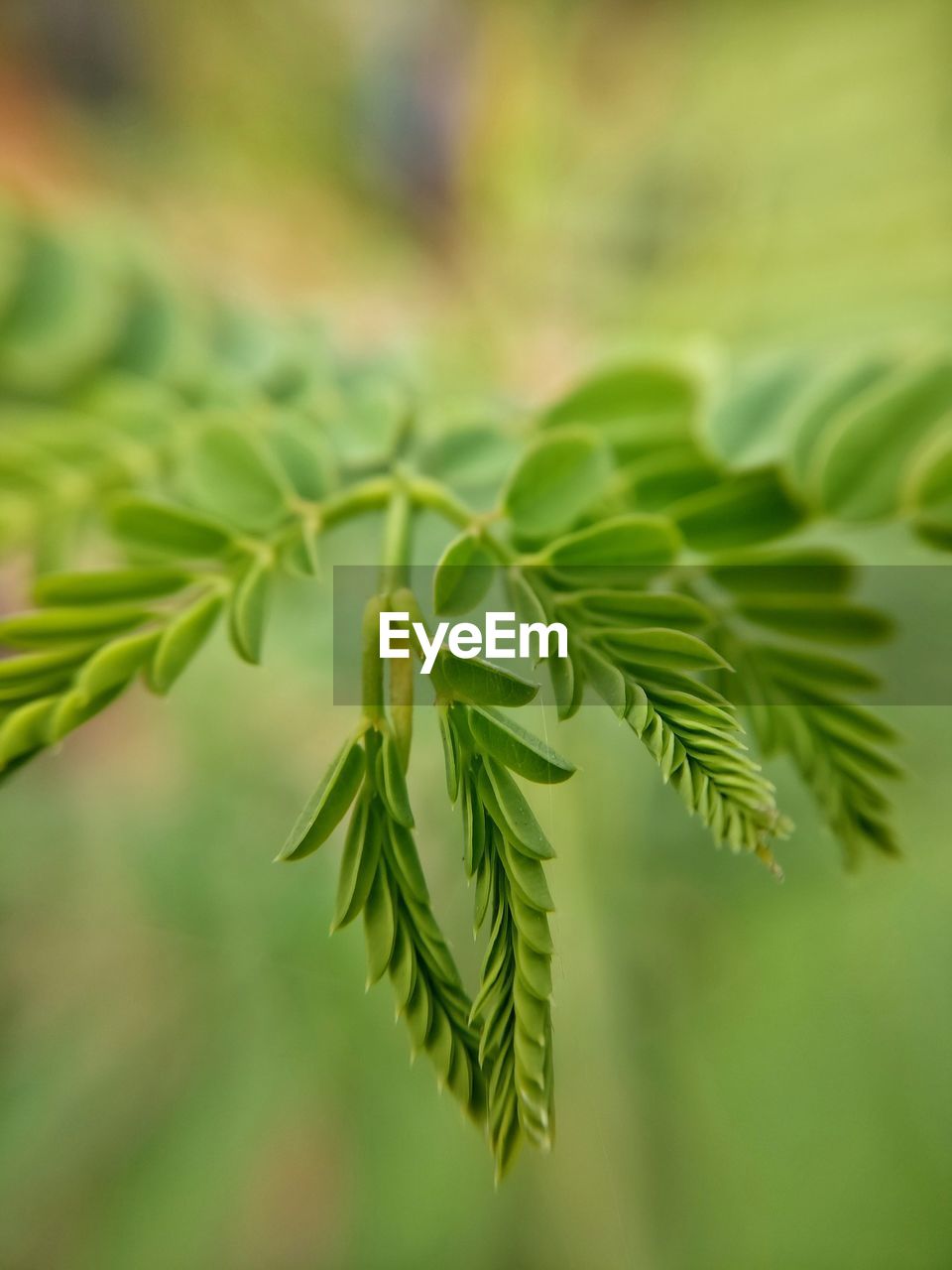 Close-up of green leaves