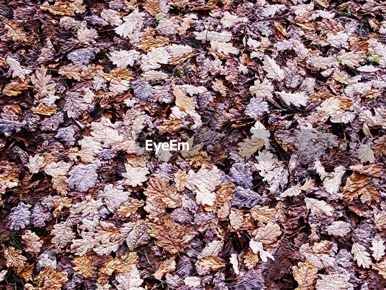 Full frame shot of leaves during autumn