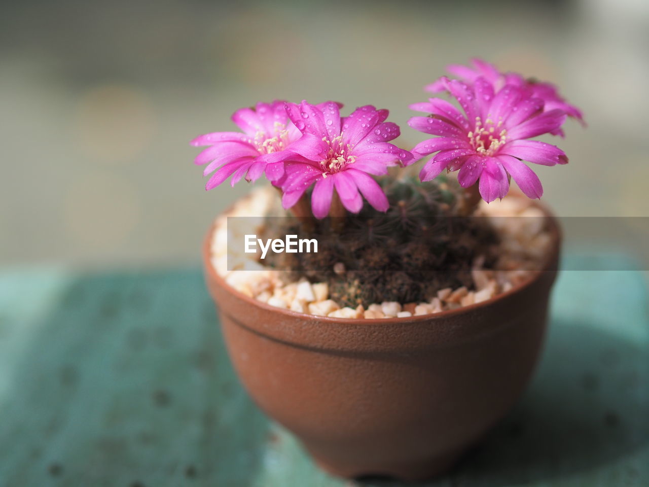 CLOSE-UP OF PINK POTTED FLOWER