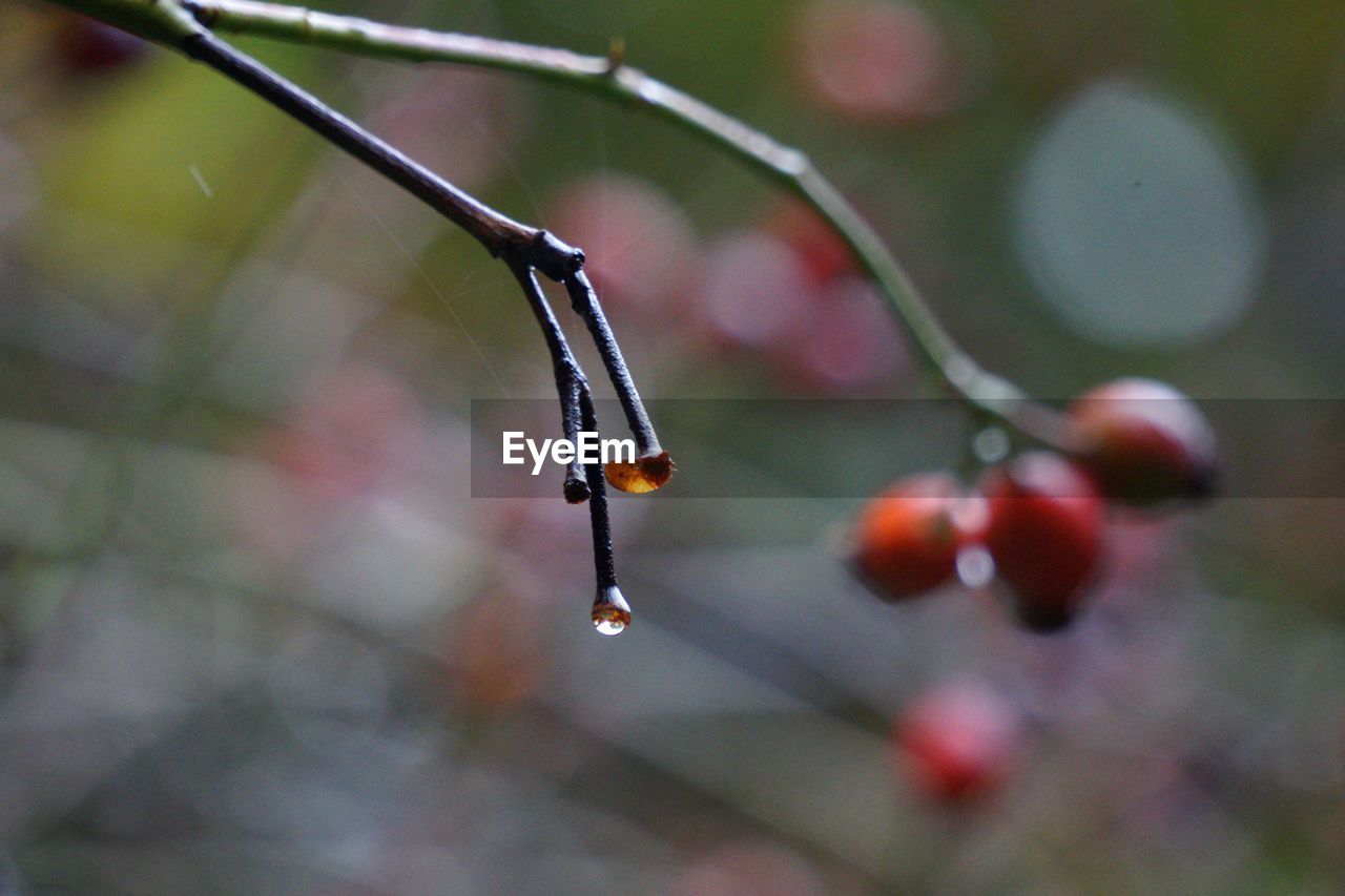 CLOSE-UP OF WET RED FRUIT ON WATER