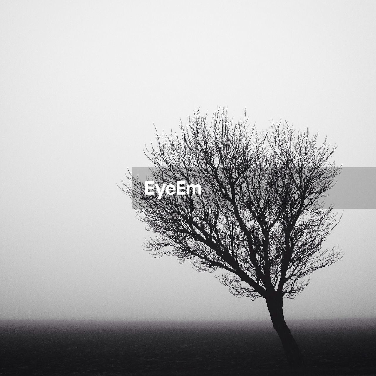 Silhouette bare tee on field during foggy weather