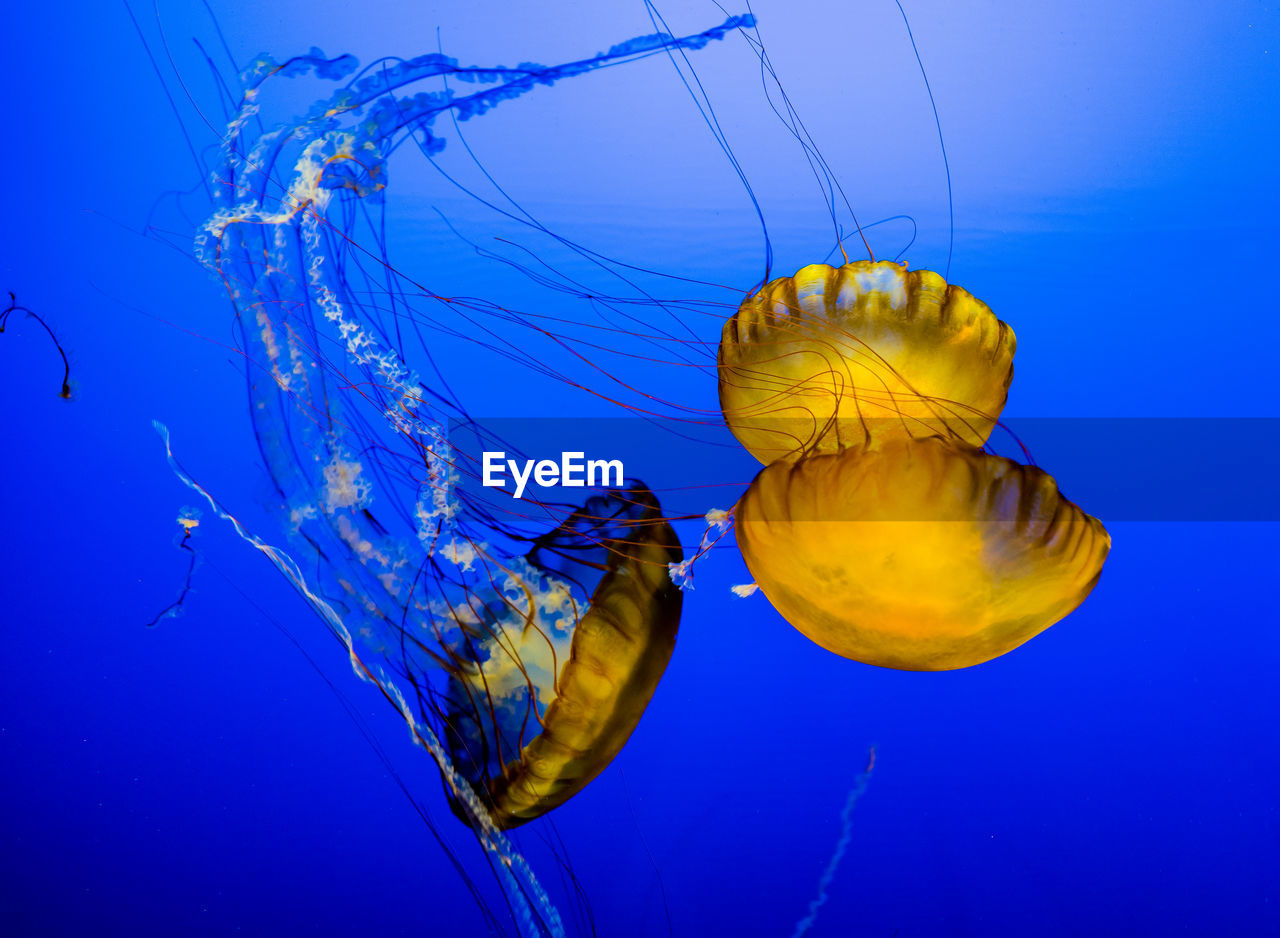 Close-up of jellyfish swimming in water