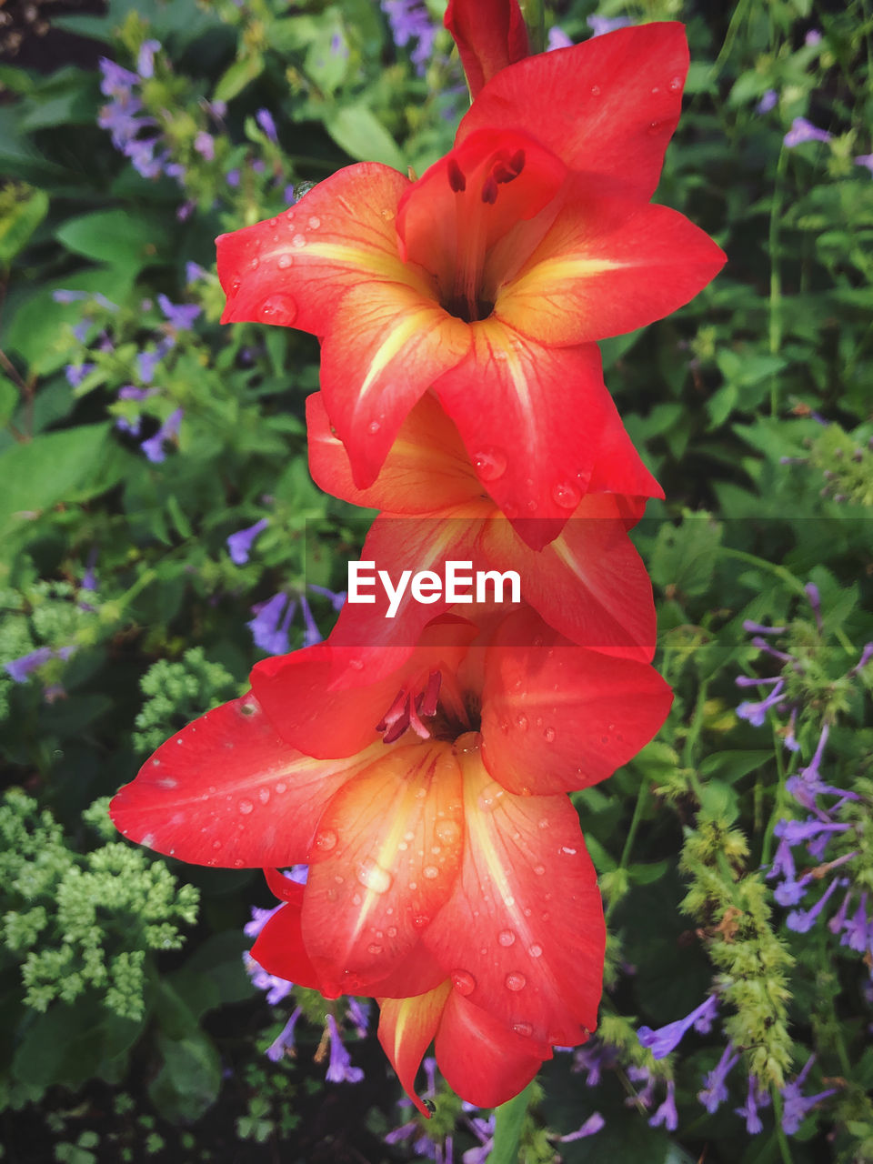 CLOSE-UP OF WET FLOWER