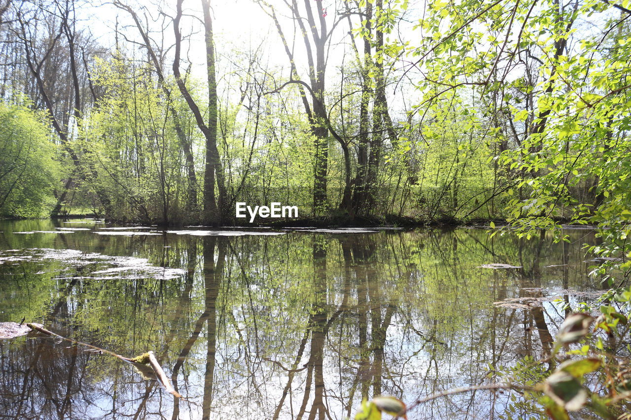 REFLECTION OF TREES IN LAKE