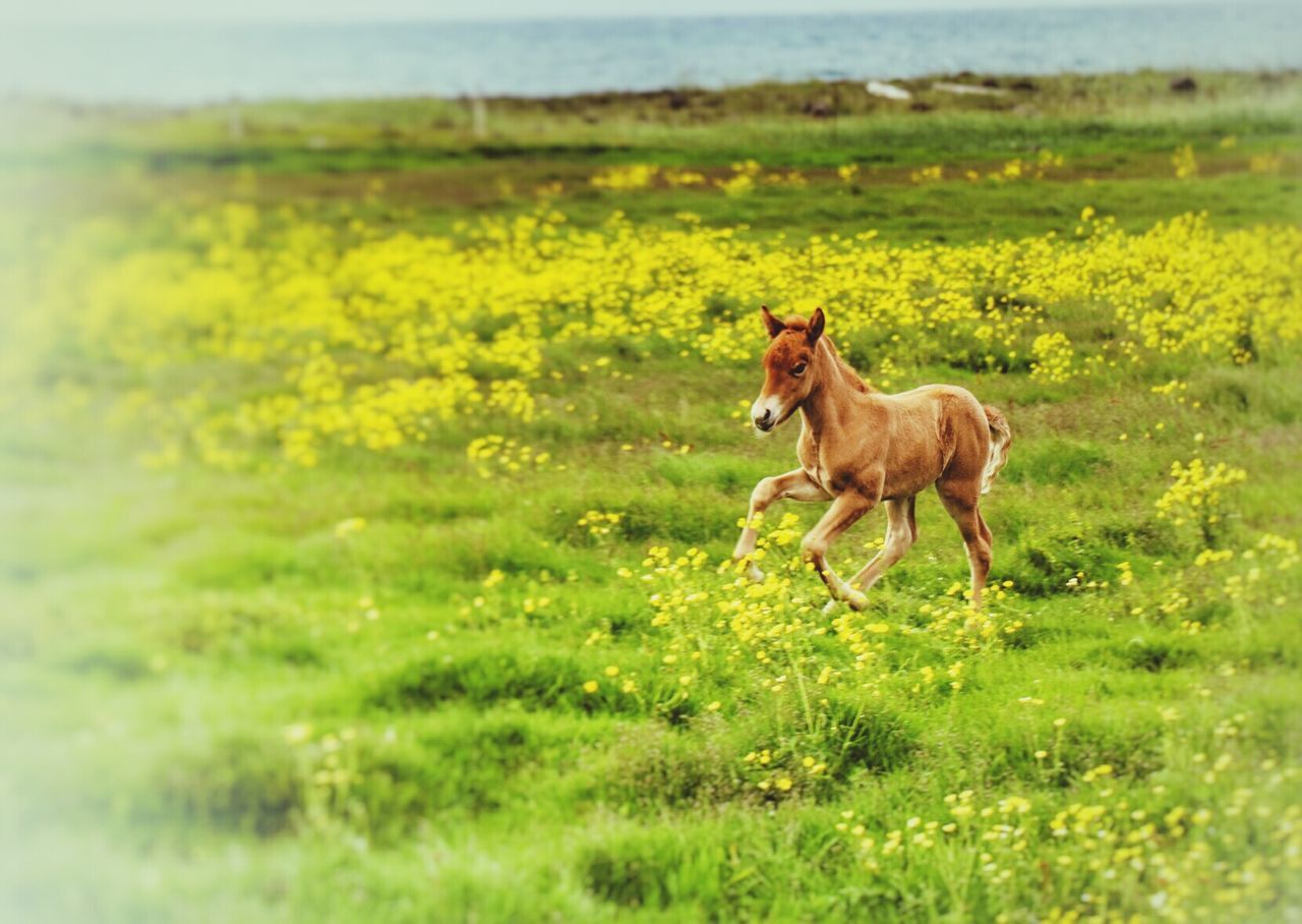 Horse running on grass field