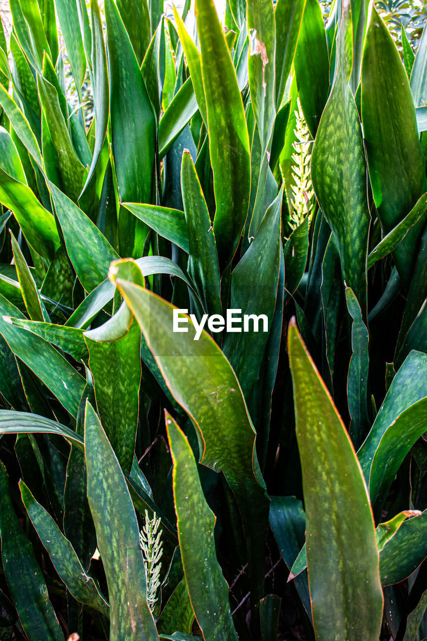 High angle view of plant growing on field