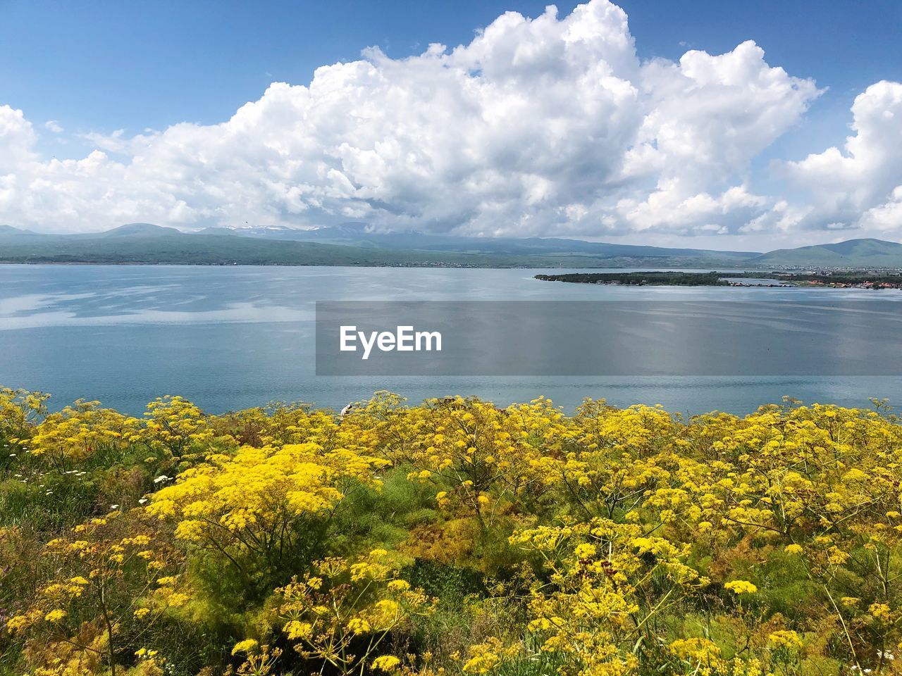 SCENIC VIEW OF YELLOW FLOWERS AGAINST SKY