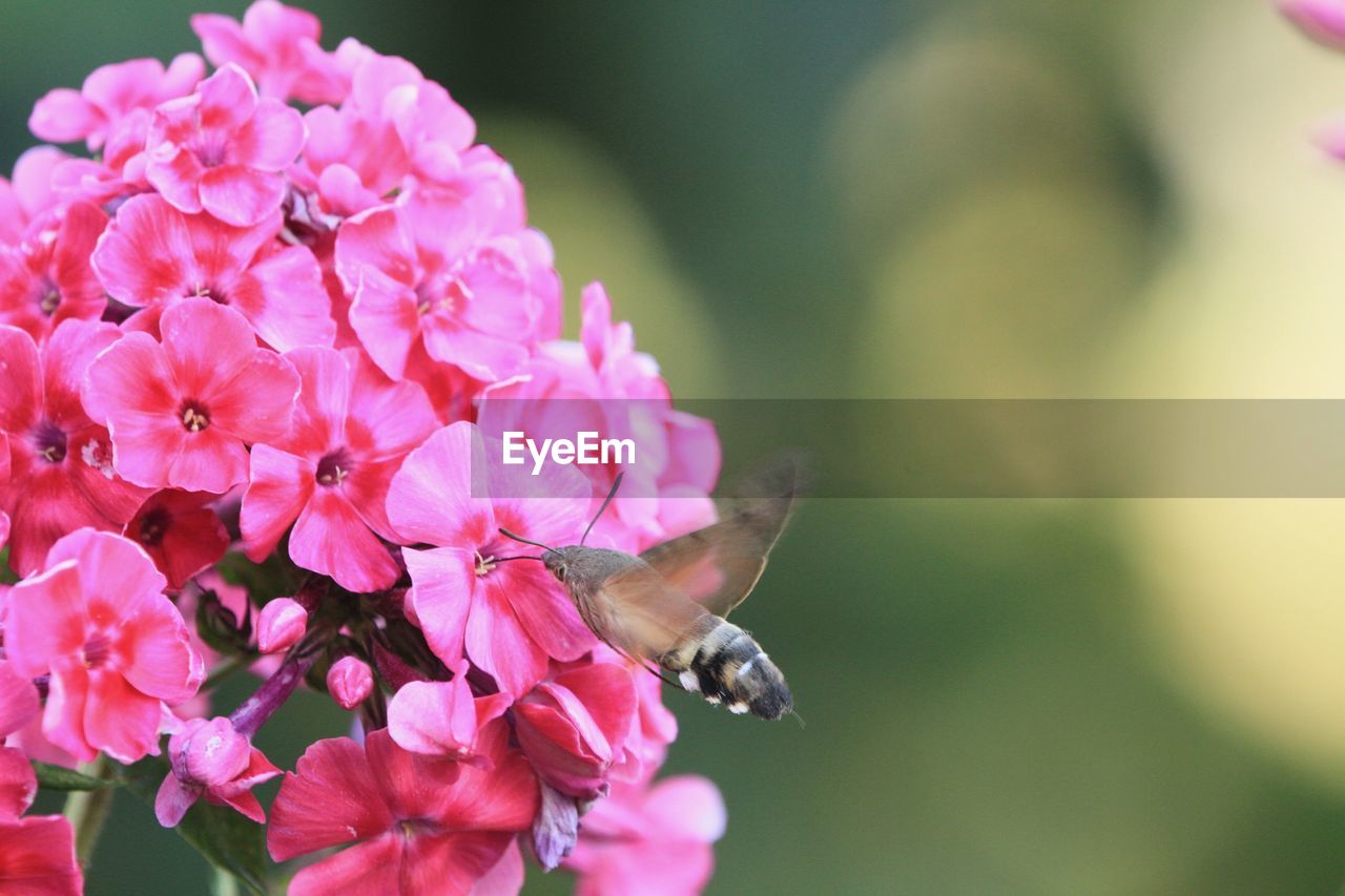 CLOSE-UP OF PINK FLOWER