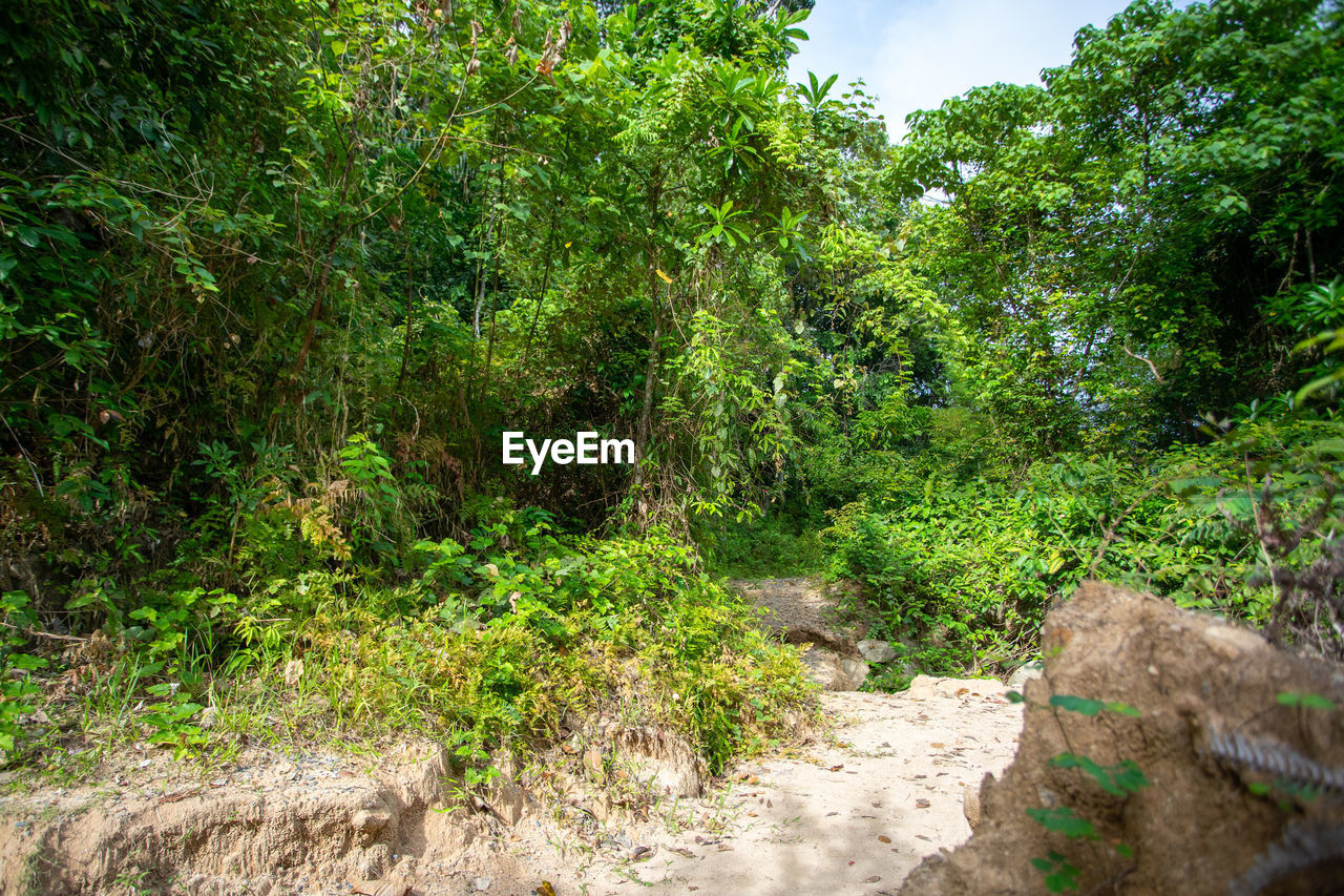 PLANTS GROWING ON LAND IN FOREST