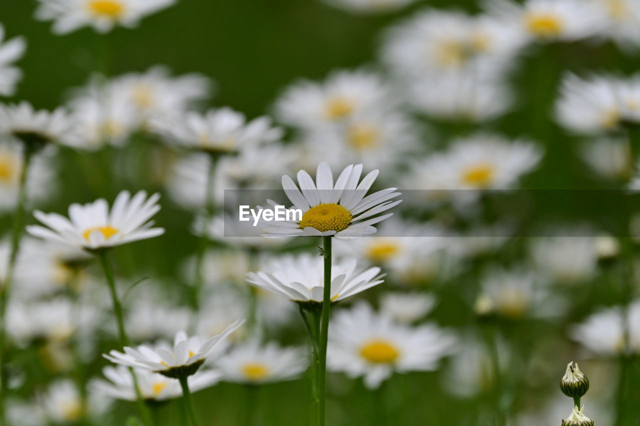 flower, flowering plant, plant, freshness, beauty in nature, daisy, meadow, fragility, close-up, field, nature, white, flower head, petal, growth, no people, inflorescence, grass, springtime, garden cosmos, wildflower, macro photography, focus on foreground, outdoors, yellow, blossom, summer, botany, selective focus, plain, day, environment, pollen