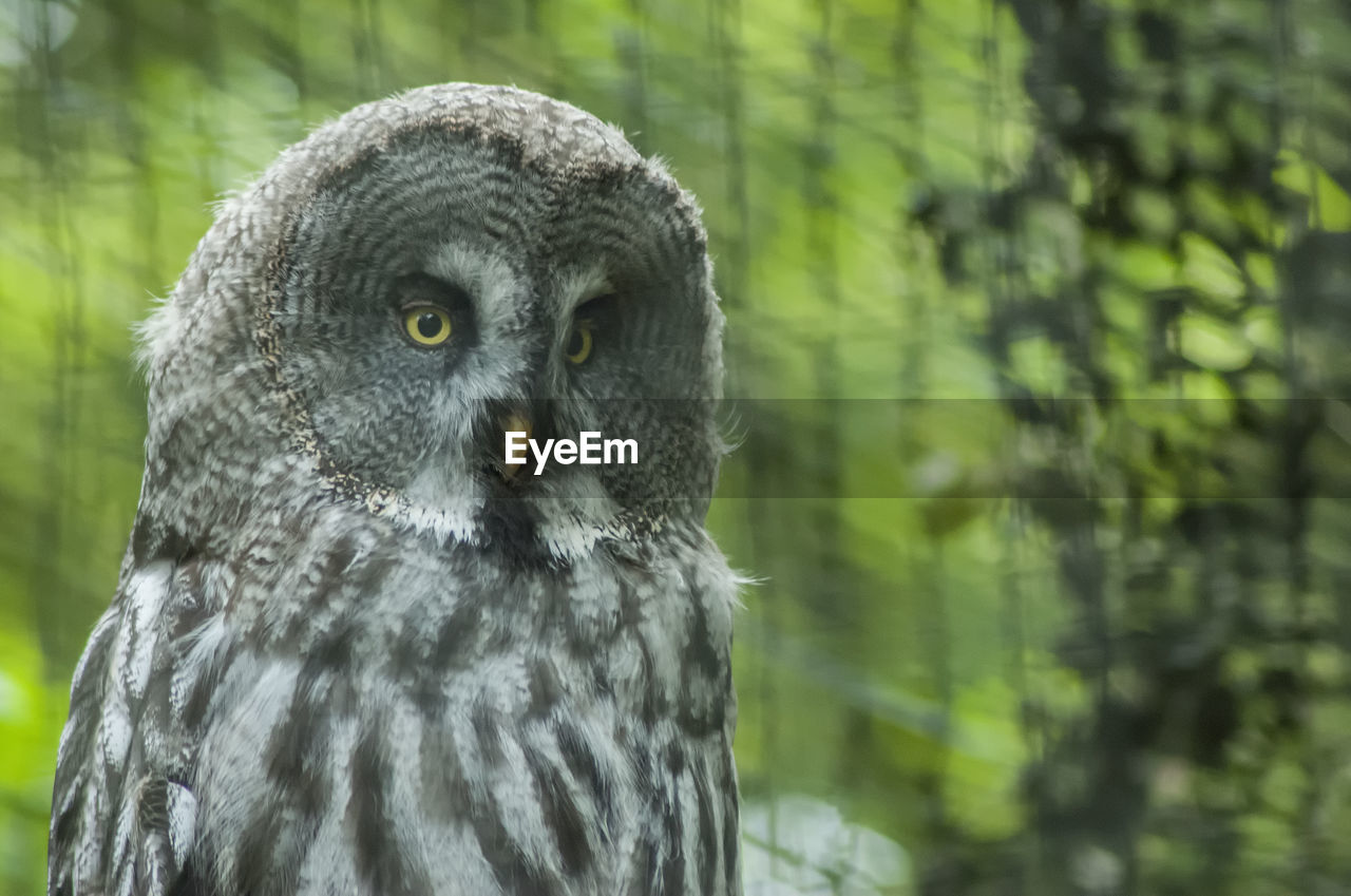 CLOSE-UP PORTRAIT OF AN ANIMAL