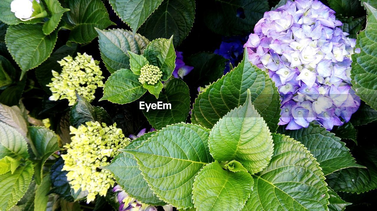 Directly above shot purple hydrangea blooming outdoors