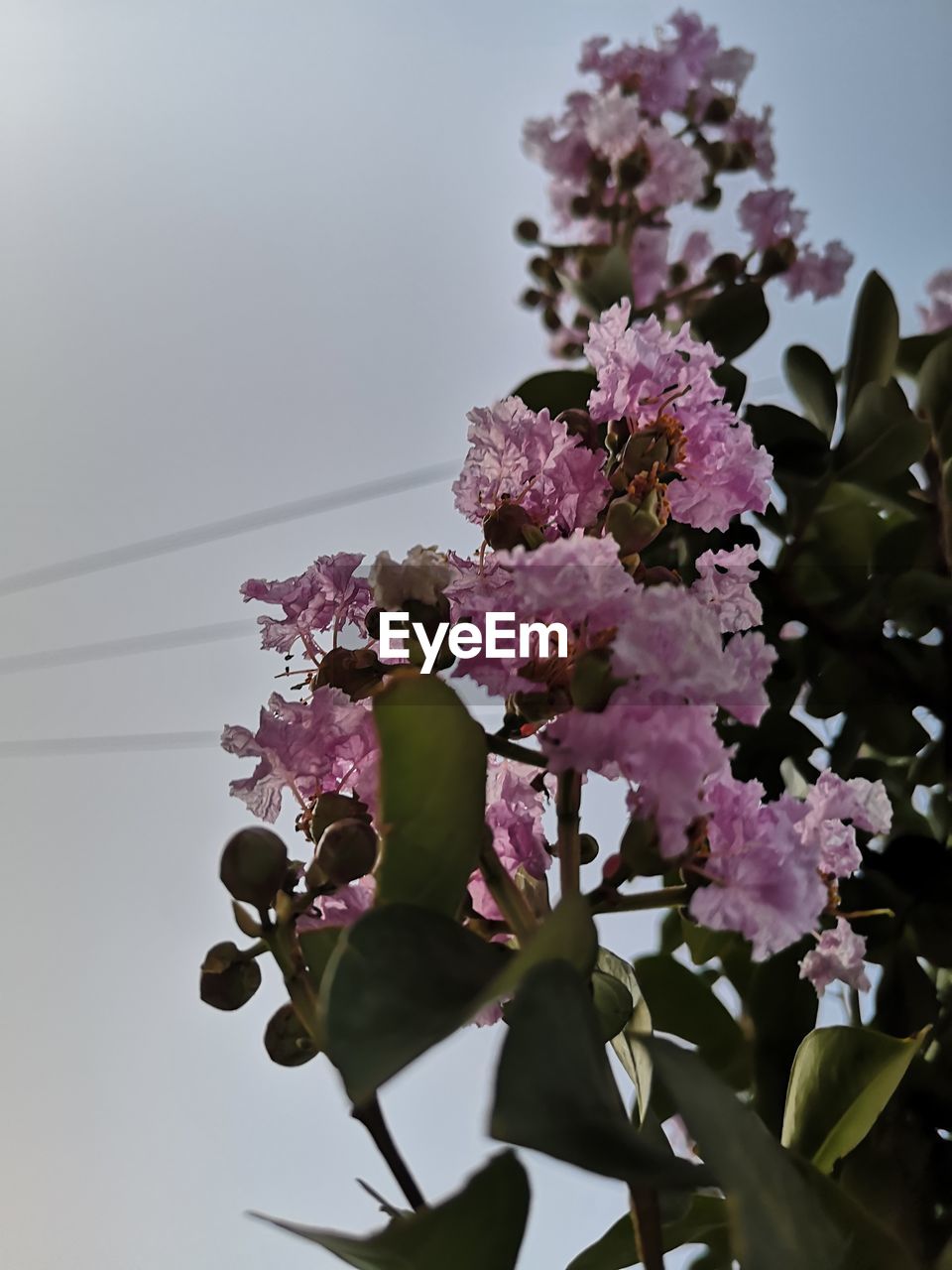 Low angle view of pink cherry blossoms against sky