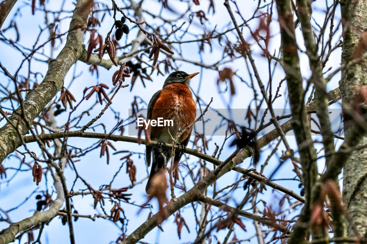 Low angle view of robin bird perching on tree