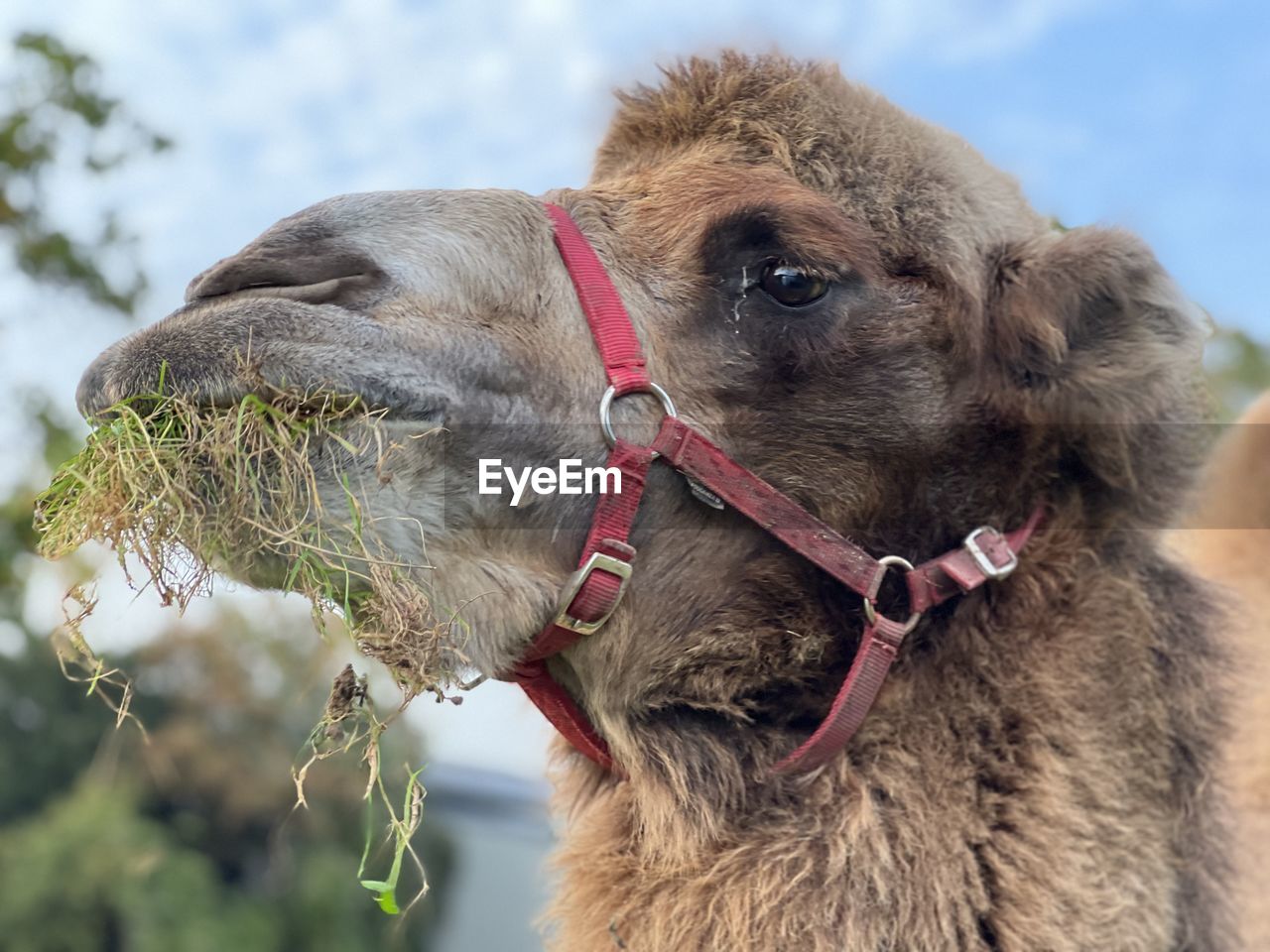 animal themes, camel, animal, mammal, one animal, domestic animals, arabian camel, pet, animal body part, animal head, no people, close-up, bridle, working animal, nature, livestock, portrait, outdoors, day, focus on foreground, sky, plant, agriculture, animal wildlife