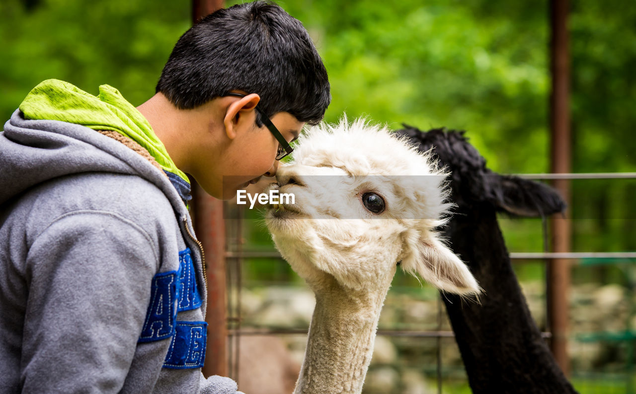 Close-up of boy with llama