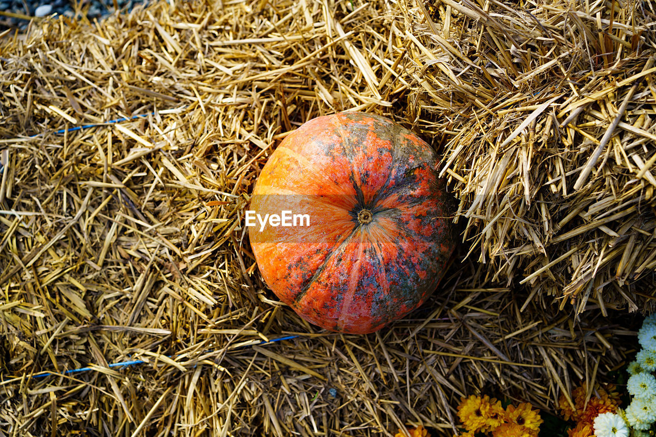 HIGH ANGLE VIEW OF PUMPKINS ON DRY LEAF