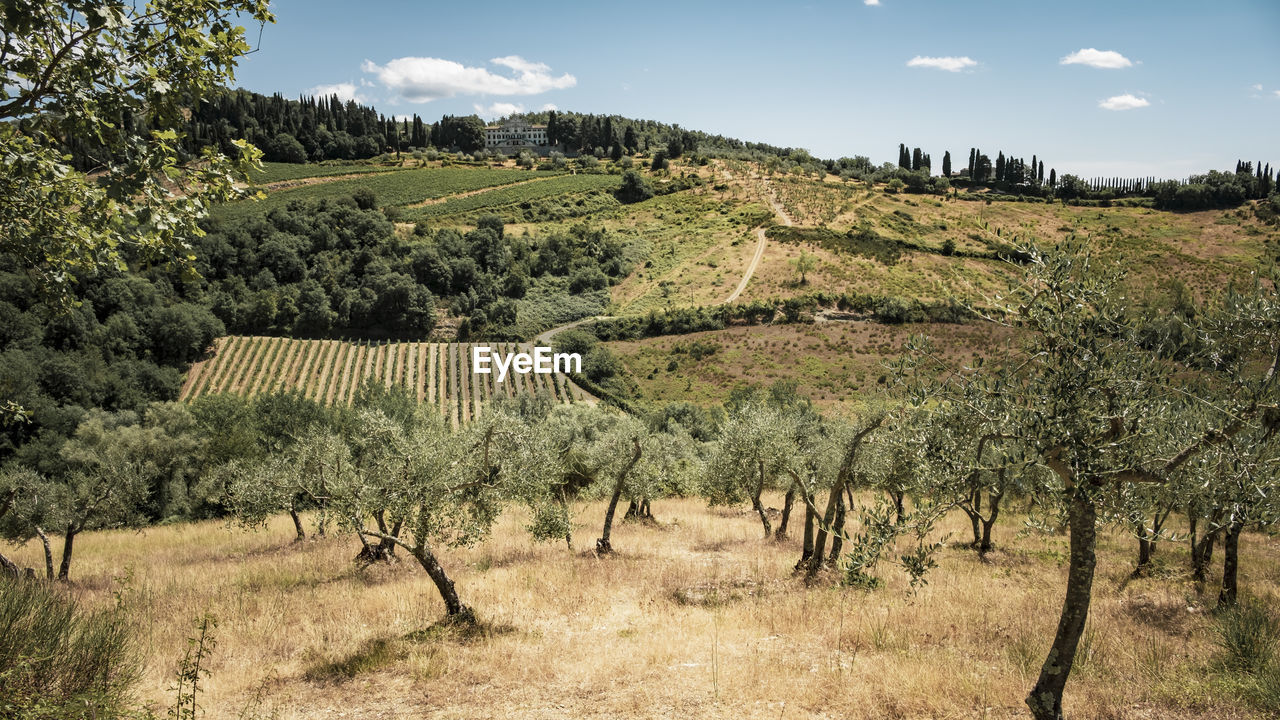 Scenic view of vineyard against sky