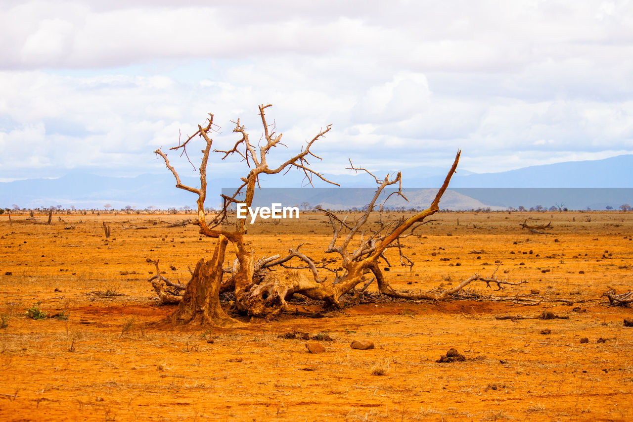 Fallen tree on field at tsavo east national park
