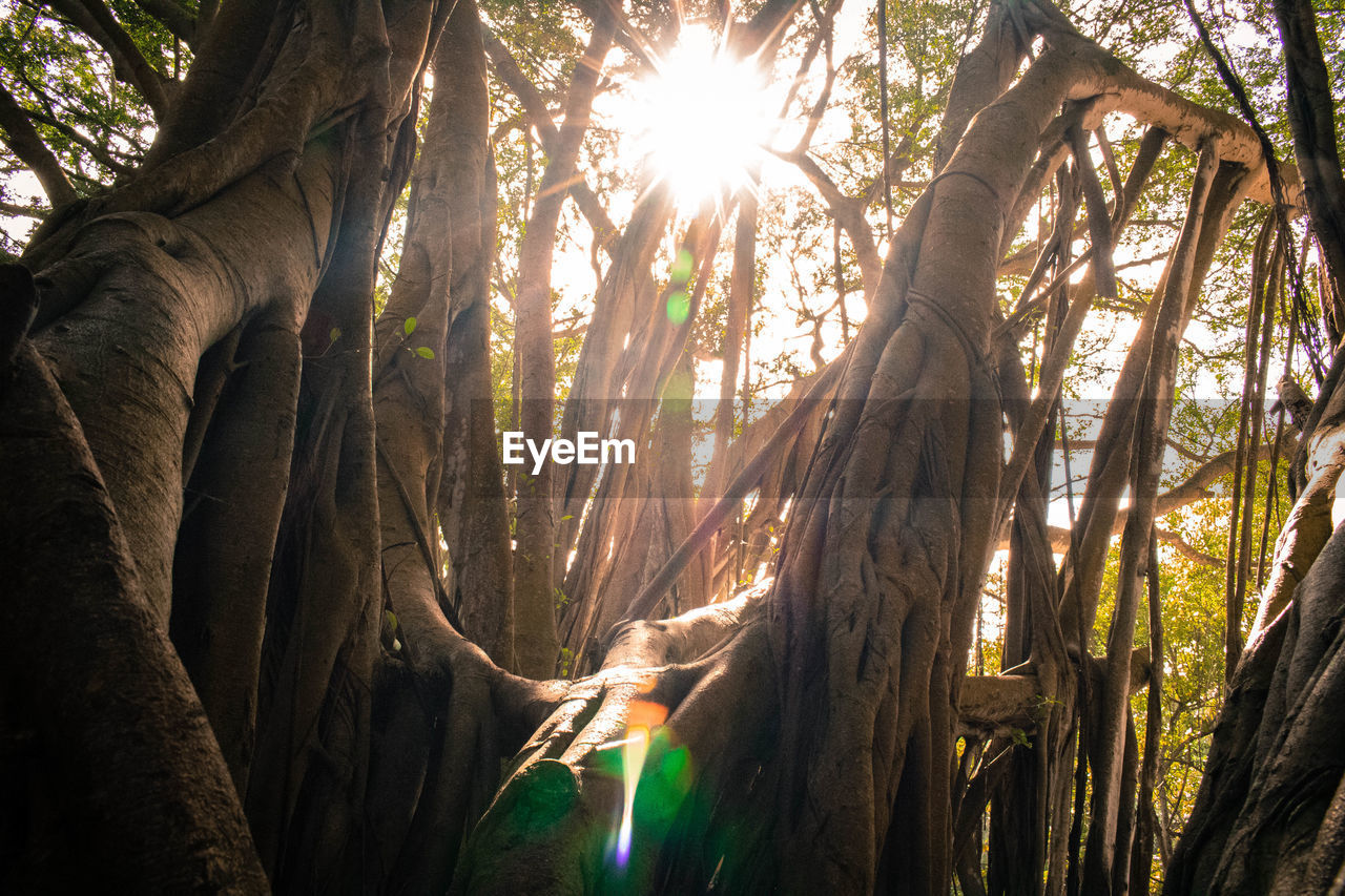 LOW ANGLE VIEW OF TREE TRUNK IN FOREST