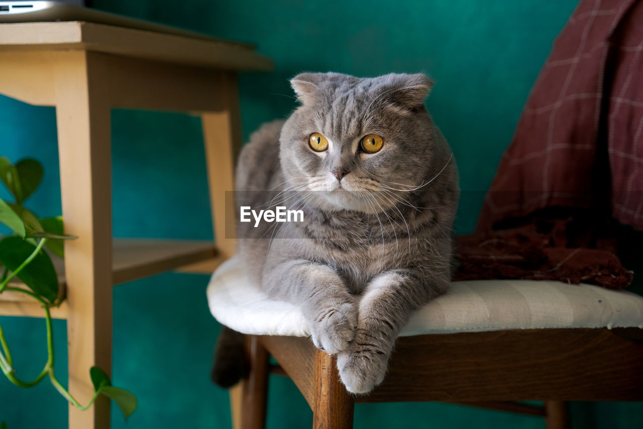 Beautiful gray cat lying on a soft chair, british shorthair cat, adorable