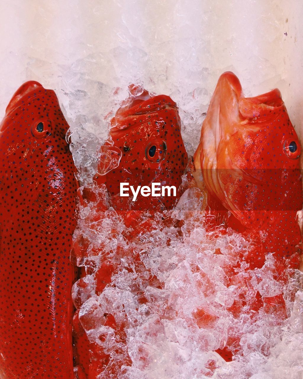 Red spotted fish amidst crushed ice at market