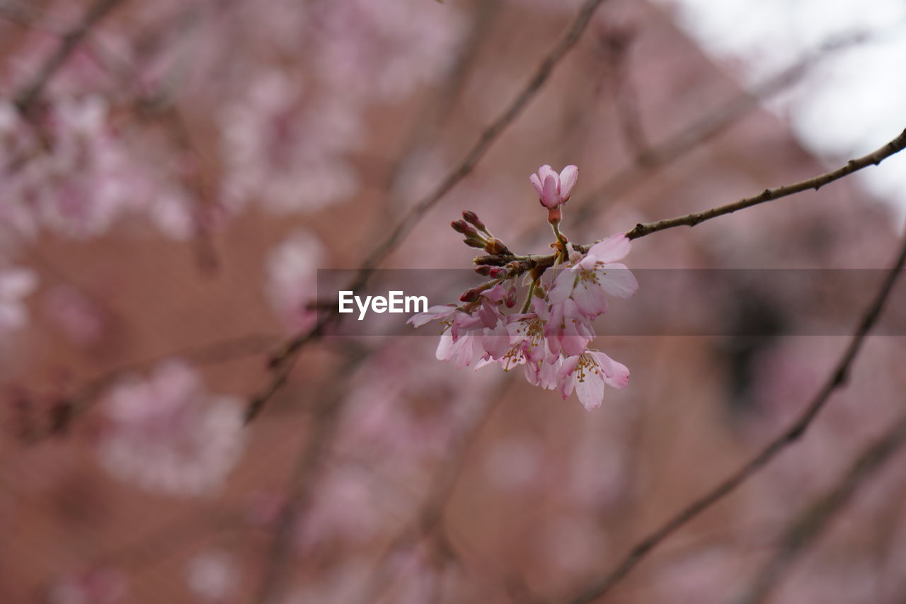 Close-up of pink cherry blossom