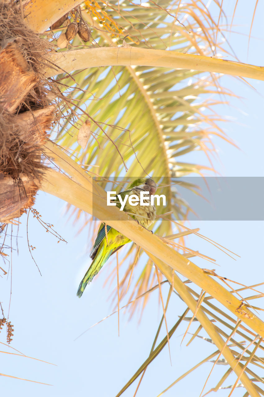 LOW ANGLE VIEW OF PALM TREE AGAINST SKY