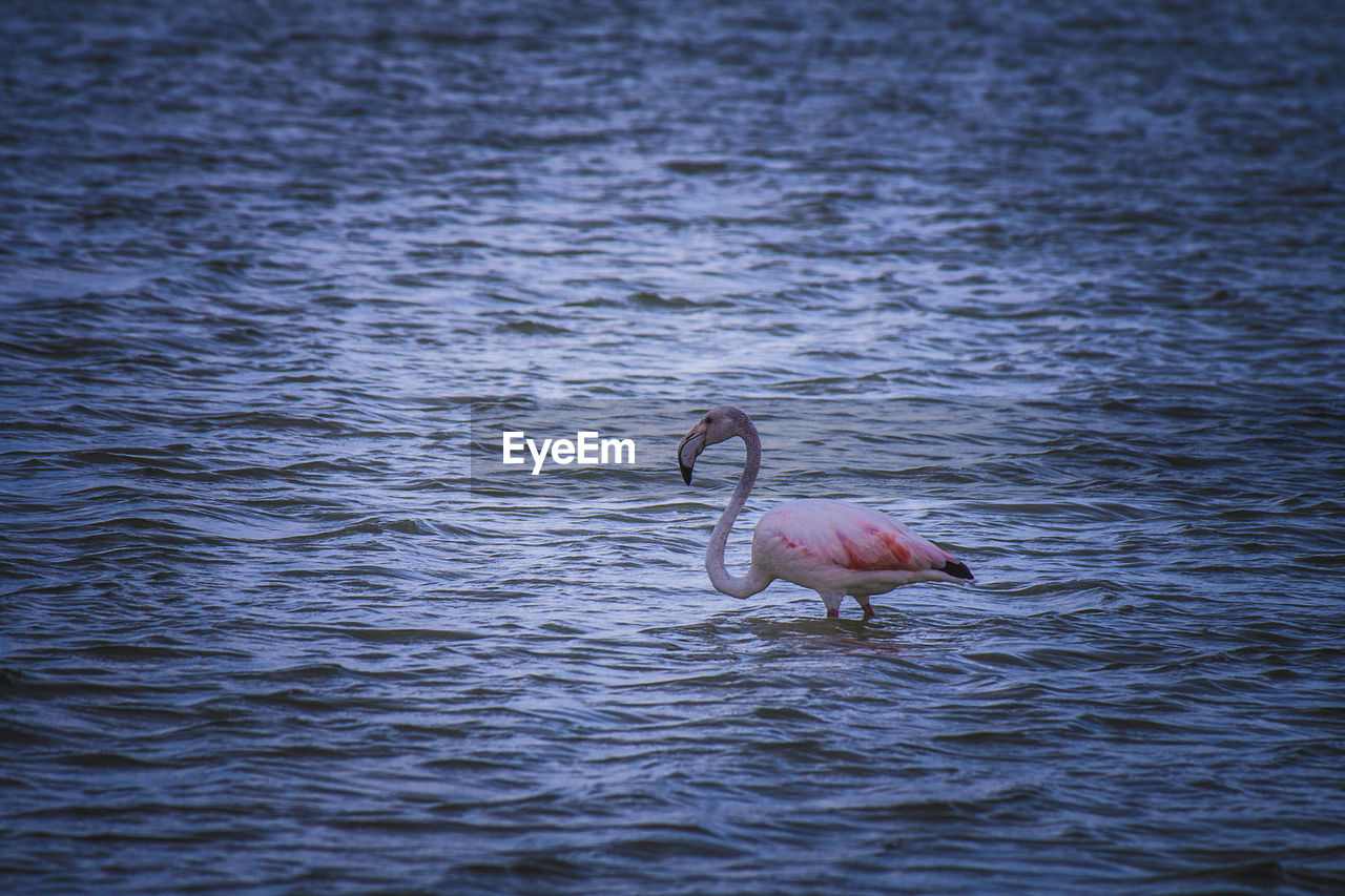 VIEW OF BIRDS ON WATER