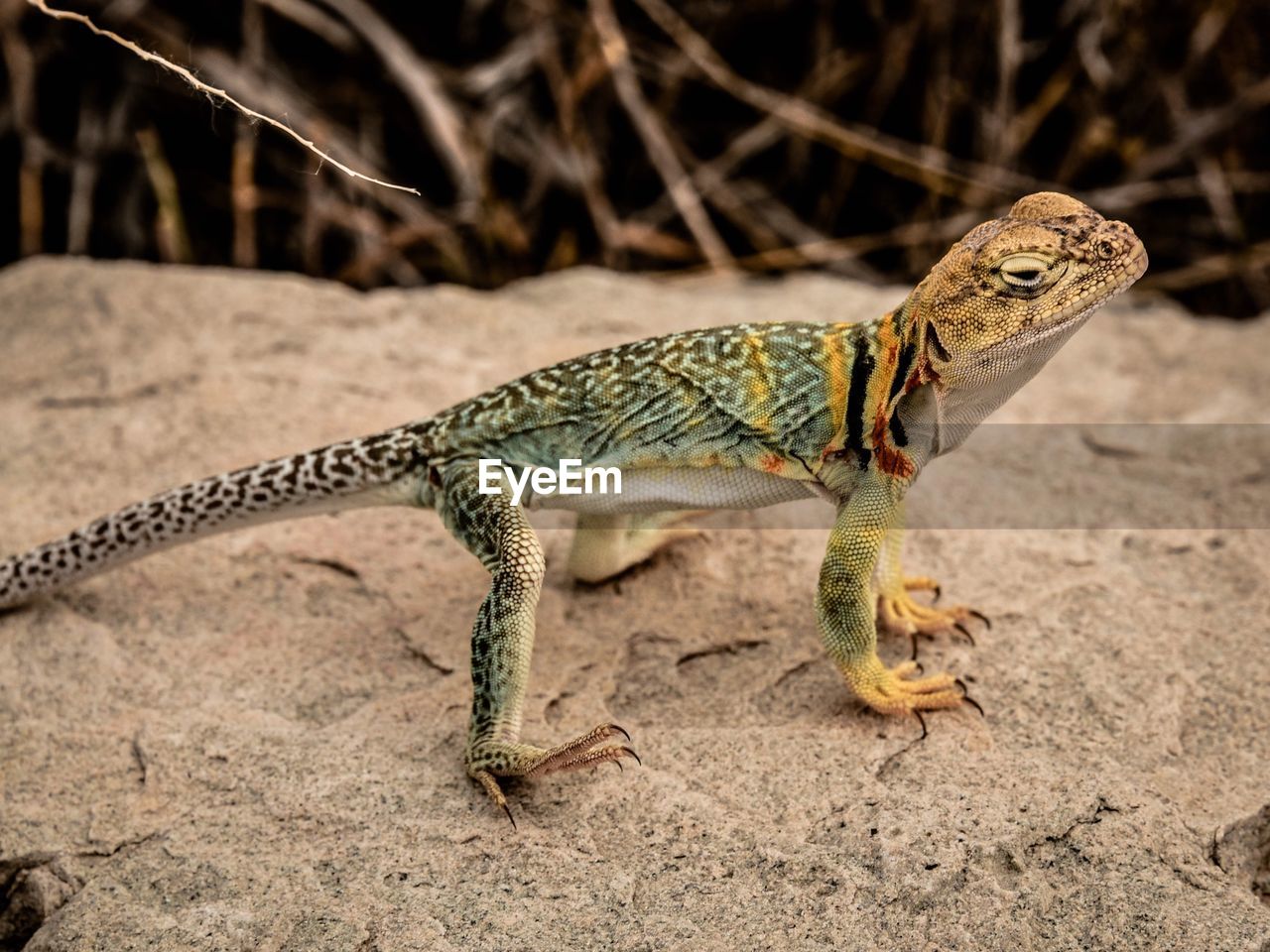 SIDE VIEW OF A LIZARD ON A LAND