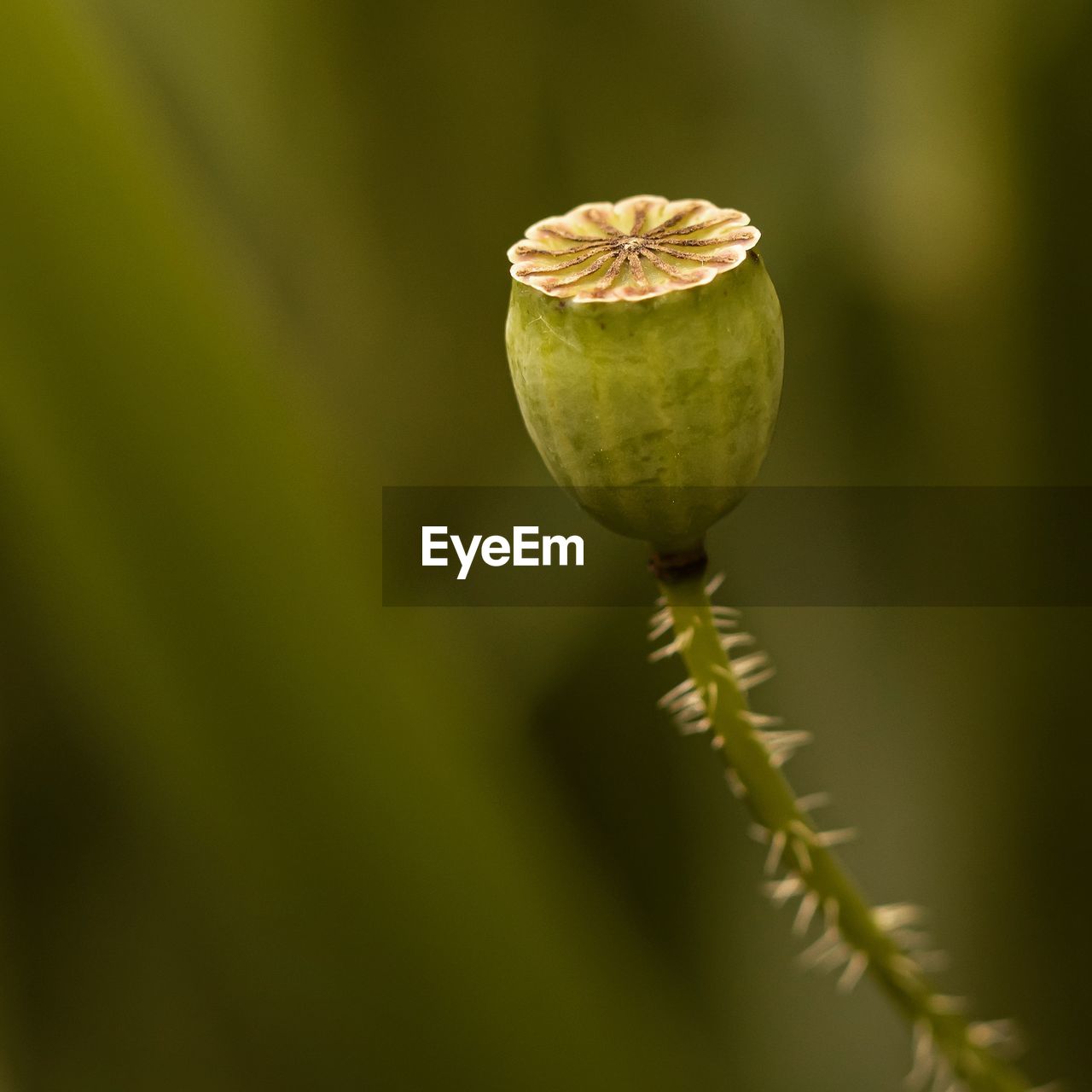 Close-up of plant against blurred background