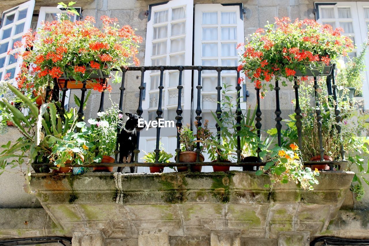 Low angle view of plants on balcony